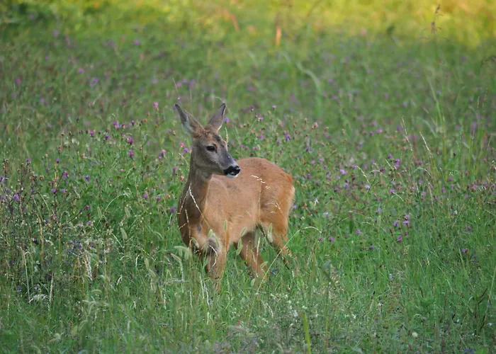 Casa Bregalda Castelgomberto